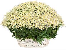 Цветочная композиция из Ромашки в корзине #REPLACE_PRED# ЗАТО Солнечном